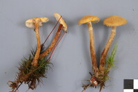 Cystoderma amianthinum image